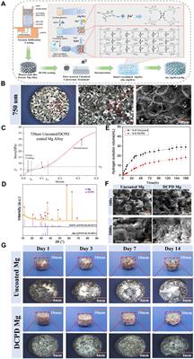 Honeycomb-like biomimetic scaffold by functionalized antibacterial hydrogel and biodegradable porous Mg alloy for osteochondral regeneration